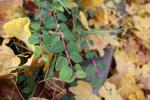 Foto symphoricarpos_x_chenaultii_hancock_d_1785166521.jpg