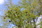 Foto symphoricarpos_x_doorenbosii_d1_1785166430.jpg