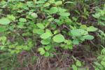 Foto symphoricarpos_x_doorenbosii_d2_1785166466.jpg