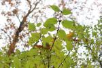 Foto syringa_chinensis_d_1785166641.jpg
