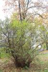 Foto syringa_chinensis_h_1785166675.jpg