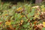 Foto syringa_meyeri_d_1785166919.jpg