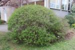 Foto syringa_meyeri_´palibin´_ii_h_1785166722.jpg