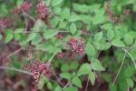 Foto syringa_microphylla_d1_1785167121.jpg