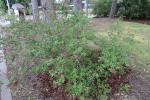 Foto syringa_microphylla_h_1785167142.jpg