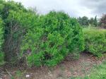 Foto syringa_persica_h_libosad_1785167348.jpg