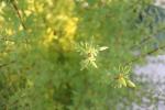 Foto syringa_persica_laciniata_d2_1785167195.jpg