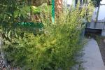 Foto syringa_persica_laciniata_h_1785167217.jpg