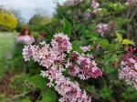 Foto syringa_pubescens_d1_libosad_1785167662.jpg