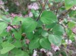 Foto syringa_pubescens_d2_libosad_1785167685.jpg