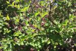 Foto syringa_pubescens_´miss_kim´_d_1785167592.jpg
