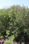 Foto syringa_pubescens_´miss_kim´_h_1785167612.jpg