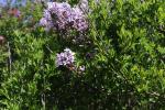 Foto syringa_x_persica_´laciniata´_d1_1785167395.jpg
