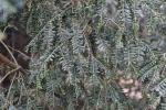 Foto taxus_baccata_‘adpressa‘_d1_1785168107.jpg