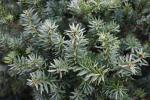 Foto taxus_cuspidata_d2_1785168352.jpg