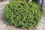 Foto taxus_cuspidata_ii_h_1785168376.jpg