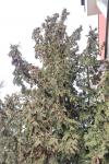 Foto thuja_occidentalis_h_1785168759.jpg