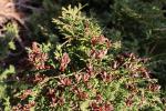 Foto thuja_occidentalis_iv_d1_1785168840.jpg