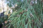 Foto thuja_occidentalis_´filiformis´_d_1785168636.jpg