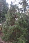 Foto thuja_occidentalis_´filiformis´_h_1785168663.jpg