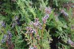 Foto thuja_orientalis_d1_1785169079.jpg