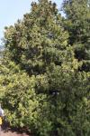 Foto thuja_orientalis_ii_h_1785169116.jpg