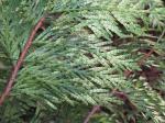 Foto thuja_plicata_1719345734.jpg