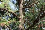 Foto thuja_plicata_asi_d2_1785169265.jpg