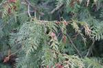 Foto thuja_plicata_d_1785169288.jpg