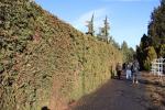 Foto thuja_plicata_h_1785169308.jpg