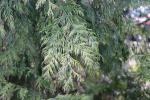 Foto thuja_plicata_´zebrina´_d_1785169162.jpg