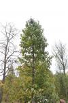 Foto tilia_americana__h_1785169677.jpg