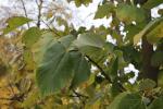 Foto tilia_americana_d_1785169704.jpg