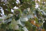 Foto tilia_argentea_d_1785169819.jpg