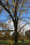 Foto tilia_argentea_ii_h_1785169795.jpg