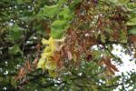 Foto tilia_cordata_d_1785169955.jpg