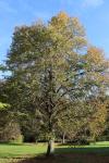 Foto tilia_cordata_h_1785169975.jpg