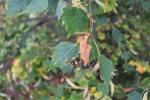 Foto tilia_mongolica_d_1785180341.jpg