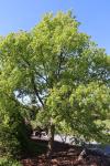 Foto tilia_mongolica_ii_h_1785180366.jpg