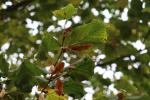 Foto tilia_platyphyllos_ii_d_1785180753.jpg