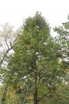 Foto tilia_platyphyllos_ii_h_1785180771.jpg