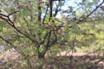 Foto tilia_platyphyllos_´laciniata´_d_1785180660.jpg