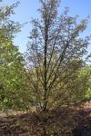 Foto tilia_platyphyllos_´laciniata´_h_1785180679.jpg