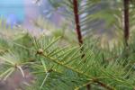 Foto torreya_californica_d_1785180932.jpg