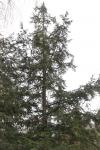 Foto tsuga_canadensis_iii_h_1785181079.jpg