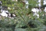 Foto tsuga_canadensis_iv_d1_1785181112.jpg