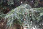Foto tsuga_canadensis_iv_d2_1785181140.jpg
