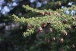 Foto tsuga_diversifolia_d2_1785181297.jpg