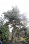 Foto tsuga_diversifolia_h_1785181315.jpg