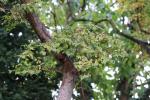 Foto ulmus_elegantissima_d_1785181405.jpg